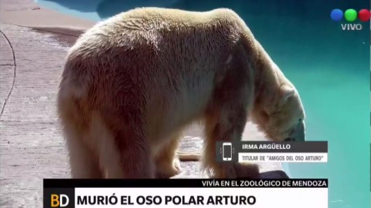 "Nos aseguramos de que el oso Arturo tuviera todo lo necesario"