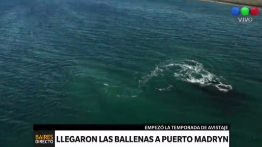 Llegaron las ballenas a Puerto Madryn