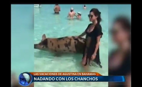 Nadando con los chanchos