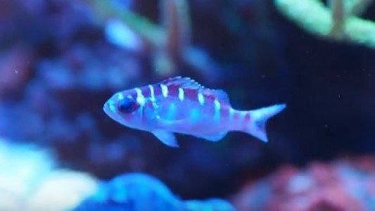 El curioso pez que cambia de sexo 20 veces al día