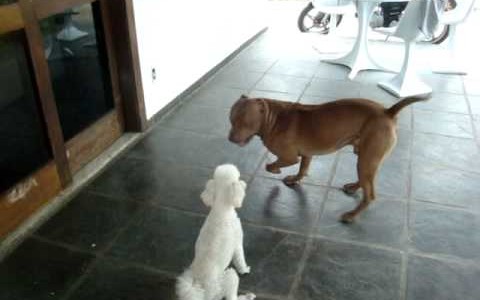 Denunció que la vecina mató de un "hachazo" a su perro pitbull porque le comió el caniche toy