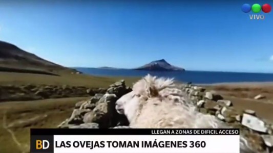 Sheep View 360: Street View hecho por ovejas