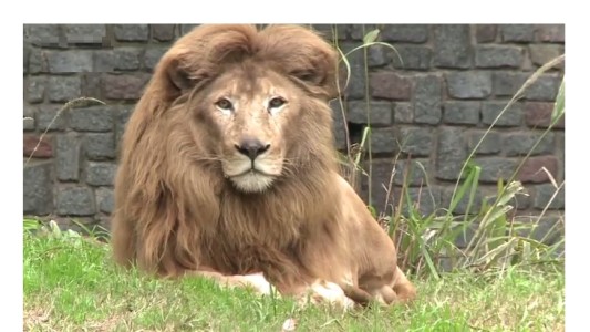 Reabren el zoológico porteño con mejoras en recintos de animales y en edificios históricos