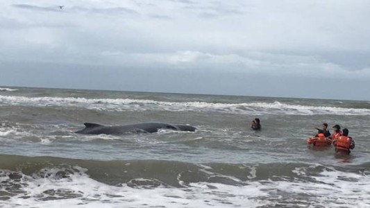 Intentan salvar a una ballena varada en Mar del Tuyú