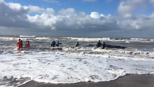 Murió la ballena varada en Mar del Tuyú