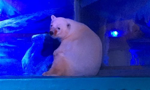 Millones de personas quieren salvar a "Pizza", el oso polar más triste del mundo