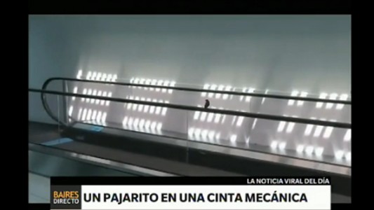 #EsViral: el pájaro que se divierte en una cinta mecánica