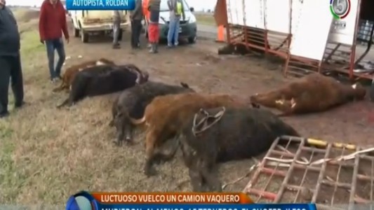 Unas quince vacas murieron al volcar un camión jaula en Roldán, provincia de Santa Fe