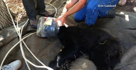 Héroe:  Un hombre libera a un oso que tenía la cabeza atorada en un balde