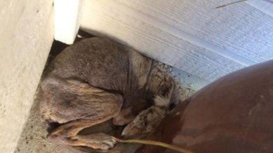 Creyó que había salvado a un perro enfermo, pero lo que descubrió la dejó sin palabras