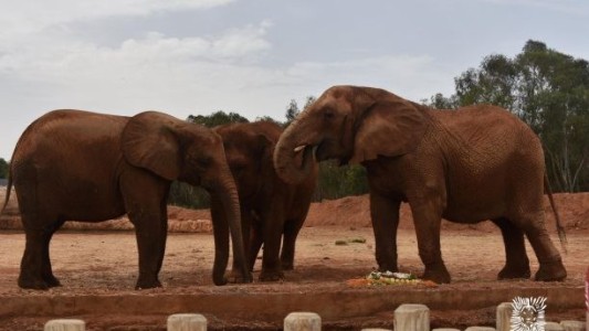 Tragedia en una zoológico de Marruecos: un elefante tiró una piedra y mató a una nena