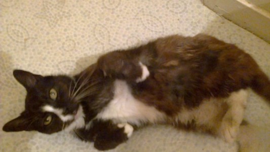 Su gata se perdió en Londres y apareció 8 años después en Paris