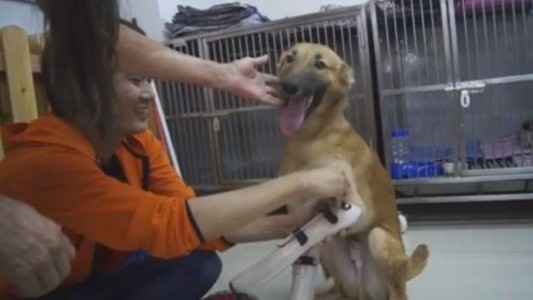 Video: la felicidad del perro que recibe dos prótesis de sus patas