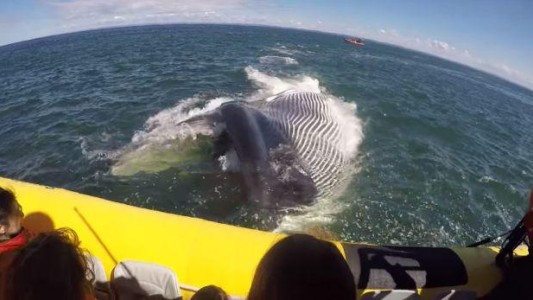 Video impresionante: la ballena que casi se come un bote