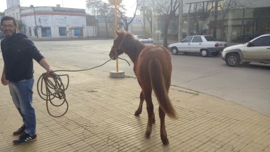 VIDEO: Un caballo rompió la vidriera y entró a una carnicería
