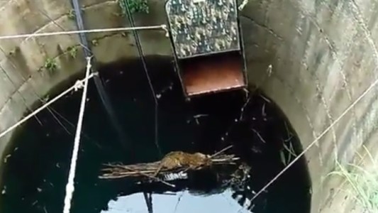 Video: el rescate de un leopardo que cayó en un pozo