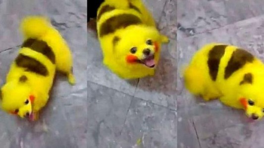 Un fanático de Pokemon Go tiñó a su perro como un pikachu