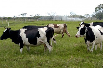 Científicos argentinos lograron eliminar el gen de la vaca loca
