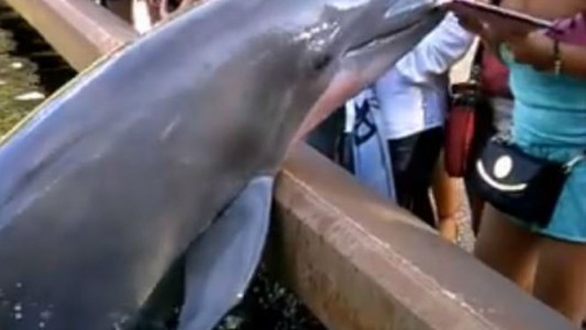 Video: el delfín que le roba el iPad a una mujer mientras le sacaba una foto