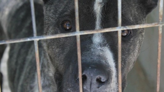 Ecoy, el perro robado para peleas callejeras que nadie quiere adoptar