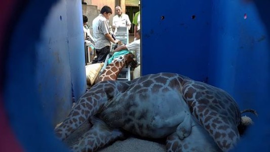 Indignación por la muerte de una jirafa adentro de un camión