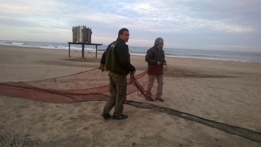 Alerta en Mar del Plata por un puma suelto en Punta Mogotes