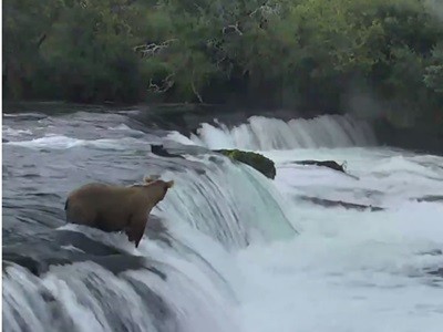 #EsViral Mamá Osa rescata a sus cachorros de una casacada