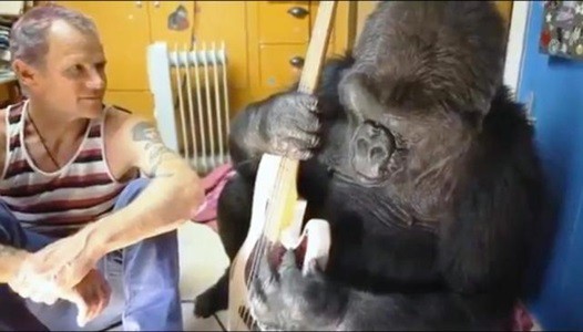 Flea, de Red HOt Chili Peppers le prestó su bajo a la gorila Koko