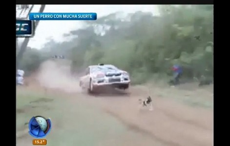 Video: el perro que quedó en el medio del Rally y tuvo suerte