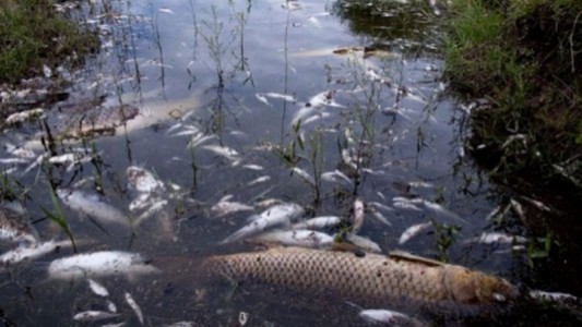Misterio por la muerte de peces en Calamuchita