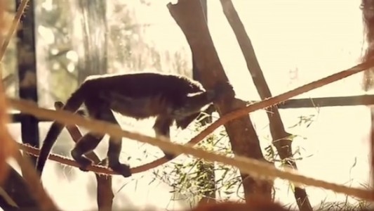 Informe: el tráfico de animales es el tercer negocio ilegal en el mundo