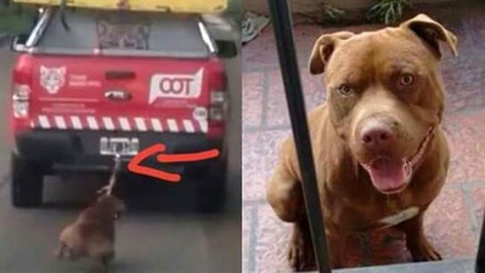Video: así está el pitbull que fue arrastrado por una camioneta del municipio de Tigre