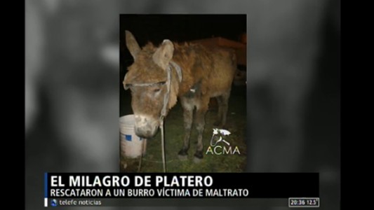 El milagro de Platero
