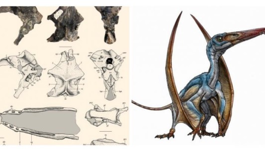 Chubut: hallan el pterosaurio más antiguo del país que voló hace 170 millones de años