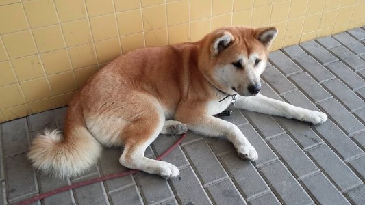 La tierna historia de la perra que se niega a abandonar el hospital en el que está su dueña
