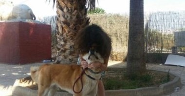 Una perra se reencontró con su dueña después de esperarla seis días en el hospital