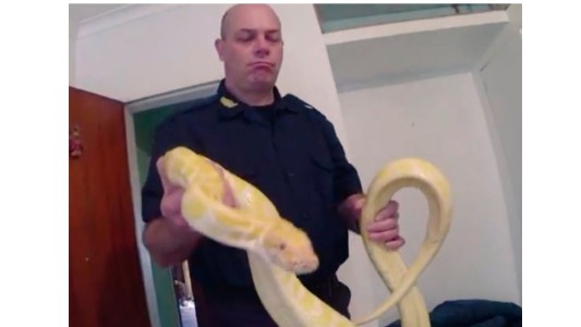 Detuvieron a banda narco con 16 mil dosis de cocaína, armas y una serpiente pitón