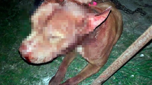 Fotos: Dolor por la perrita que se metió en la casa de los vecinos y le hicieron ésto