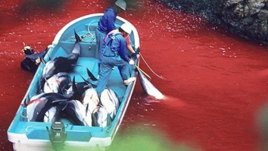 Polémica: campaña de financiación web para un documental que defiende la caza de ballenas