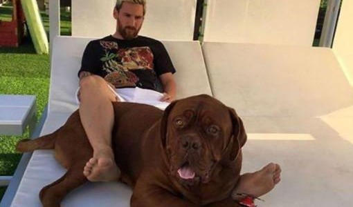 Messi descansa y disfruta de su nuevo "perrito", regalo de Antonella