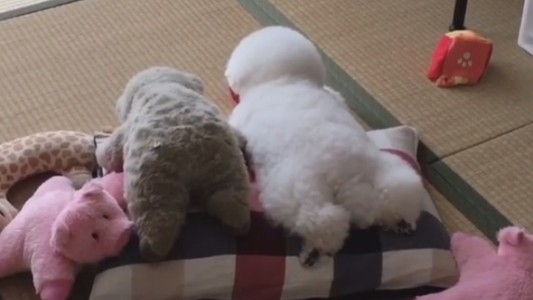 #EsViral El peluche que está vivo