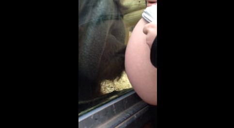 El beso de un orangután a una embarazada que se volvió viral