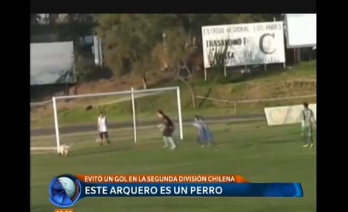 Video: el arquero es un perro