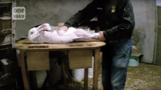 Video desgarrador: denuncian brutal maltrato a conejos en Francia
