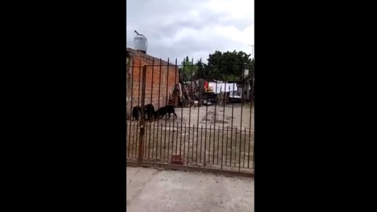 Acusan a un hombre de arrojar gatos a sus perros para que los destripe