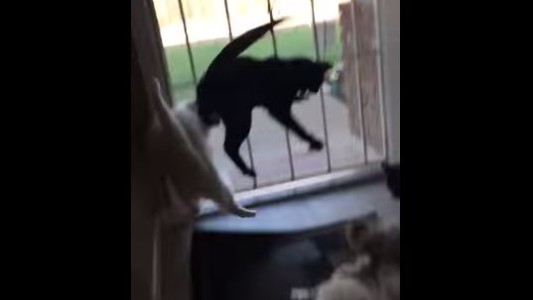 #EsViral El perro que sorprende a un grupo de gatos