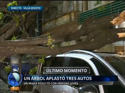 Un árbol cayó y aplastó 3 autos en Villa Devoto