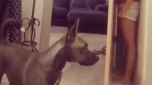 #EsViral El perro que juega a las escondidas