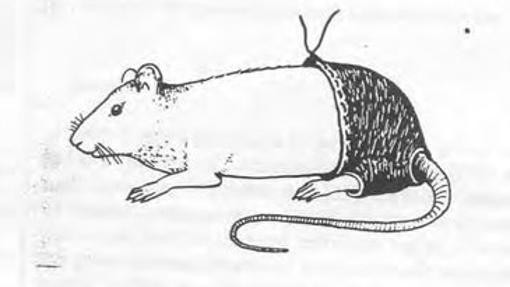 Premios Ig Nobel: la vida sexual de las ratas y las 10 investigaciones más absurdas del año