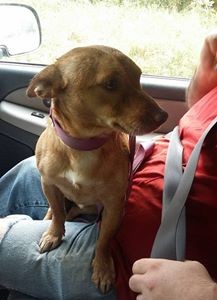 #EsViral: La carta para " la escoria que abandonó a su perro"